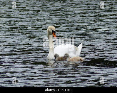 Mama Schwan schwimmen auf dem Wasser zusammen mit ihren zwei kleinen Gosling, die Jungvögel sind etwa eine Woche alt Stockfoto