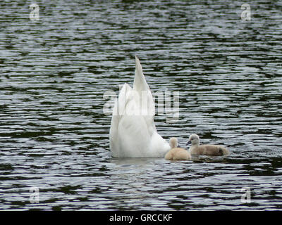 Kopf ins Wasser, Mama Schwan sucht nach Nahrung für ihre beiden eine Woche alte Küken Stockfoto