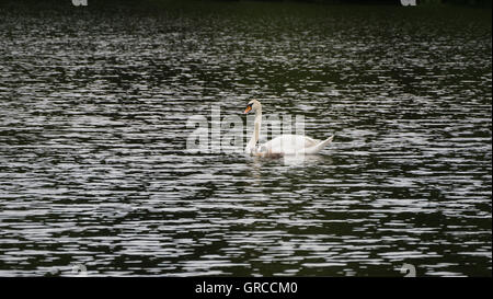 Mama Schwan schwimmen auf dem Wasser zusammen mit ihren zwei kleinen Gosling, die Jungvögel sind etwa eine Woche alt Stockfoto