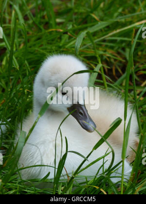 Swan-junge, über eine Woche alt Stockfoto