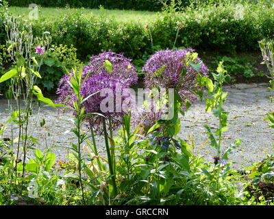 Lila Blume Schönheit bei Gegenlicht, Stars von Persien, Allium Cristophii Stockfoto