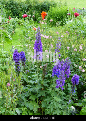 Aconitum, Eisenhut, Aconitum Napellus, giftige Pflanze Stockfoto