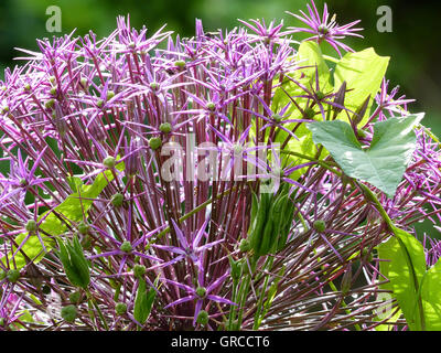 Lila Blume Schönheit bei Gegenlicht, Stars von Persien, Allium Cristophii Stockfoto