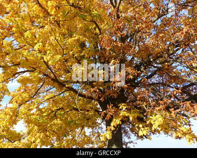 Kastanienbaum im Herbst Stockfoto