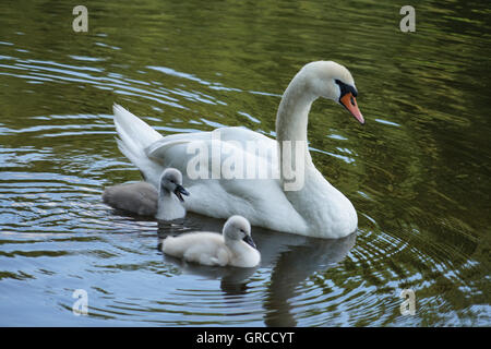 Mama Schwan schwimmen auf dem Wasser zusammen mit ihren zwei kleinen Gosling, die Jungvögel sind etwa zwei Wochen alt Stockfoto