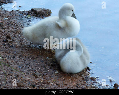 Zwei Schwan wenig Küken am Wasser, zwei Wochen alt Stockfoto