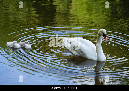 Mama Schwan schwimmen auf dem Wasser zusammen mit ihren zwei kleinen Gosling, die Jungvögel sind etwa zwei Wochen alt Stockfoto