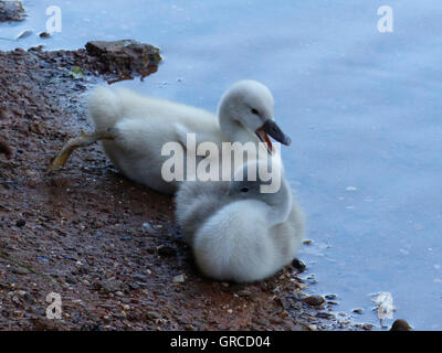 Zwei Schwan wenig Küken am Wasser, zwei Wochen alt Stockfoto