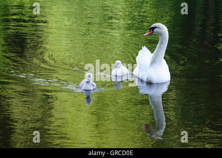 Mama Schwan schwimmen auf dem Wasser zusammen mit ihren zwei kleinen Gosling, die Jungvögel sind etwa zwei Wochen alt Stockfoto