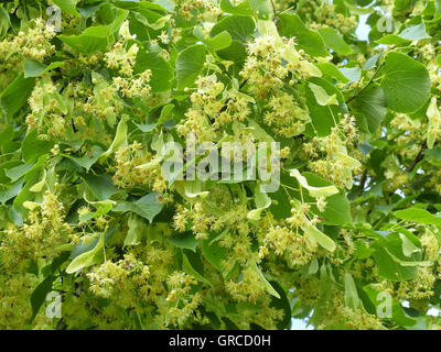 Linden-Blüten, blühende Linde Stockfoto