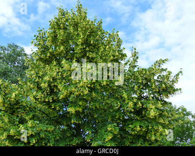 Linden-Blüten, blühende Linde Stockfoto