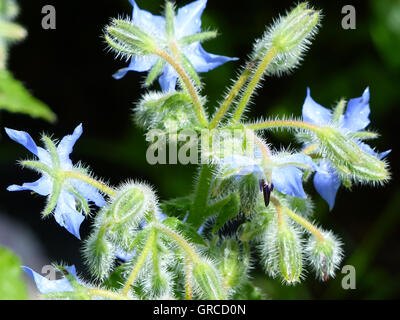 Gemeinsamen Borretsch, Borrango Officinalis, mit dunklem Hintergrund Stockfoto