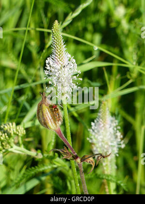 Hoary Wegerich, Plantago Media, blühende Pflanzen mit einem Hoverfly, auf einer Wiese Stockfoto