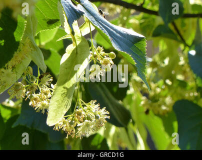 Linden-Blüten, blühende Linde Stockfoto