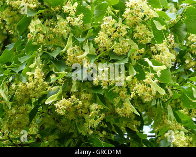 Linden-Blüten, blühende Linde Stockfoto