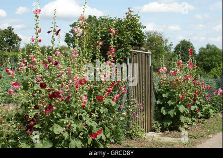 Gartenzaun mit Stockrosen, Alcea Rosea Stockfoto