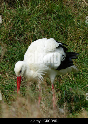 Storch auf einer Wiese Stockfoto