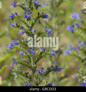 Viper S Bugloss, Echium Vulgare Stockfoto