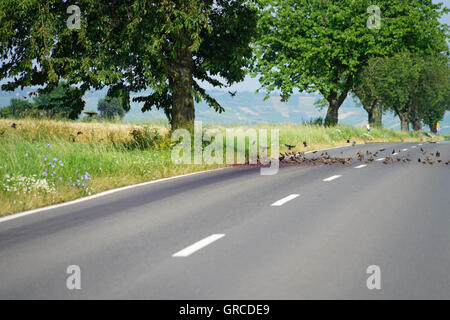 Ein Vogelschwarm nutzt die reich beladene Buffet auf der Straße, unzählige gefallene Kirschen liegen auf der Straße und werden von einem Vogelschwarm, bewegte Unschärfe gegessen Stockfoto