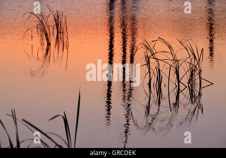 Gräser am Sonnenaufgang, Schwenninger Moos, Ursprung des Neckars im Wasser reflektiert. Stockfoto