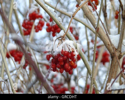 Rote Beeren des Schneeballs Rose Bush im Winter Stockfoto