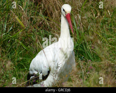 Storch auf einer Wiese Stockfoto