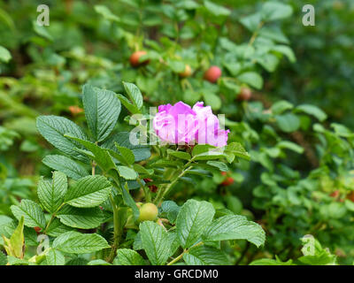 Heckenrose, Hundsrose Stockfoto