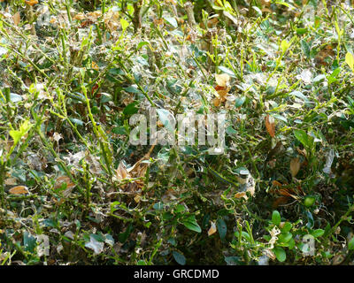 Buchsbaum Hecke, Befall durch Cydalima Perspectalis Stockfoto