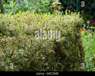 Buchsbaum Hecke, Befall durch Cydalima Perspectalis Stockfoto