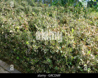 Buchsbaum Hecke, Befall durch Cydalima Perspectalis Stockfoto