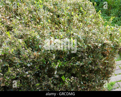 Buchsbaum Hecke, Befall durch Cydalima Perspectalis Stockfoto