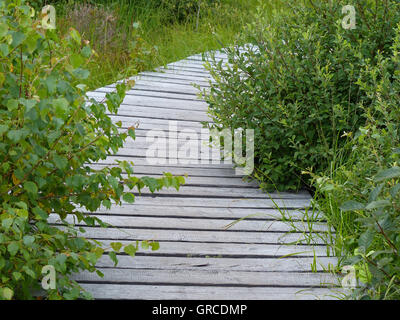 Sicheren Weg durch das Moor, hohe Moor In der Grenze Bereich Deutschland Belgien Stockfoto