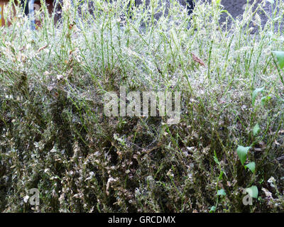 Buchsbaum Hecke, Befall durch Cydalima Perspectalis Stockfoto