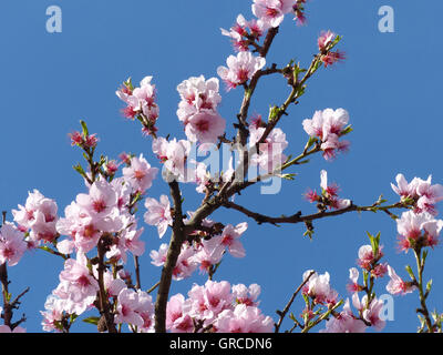 Mandelblüten, blühenden Mandelbaum Stockfoto