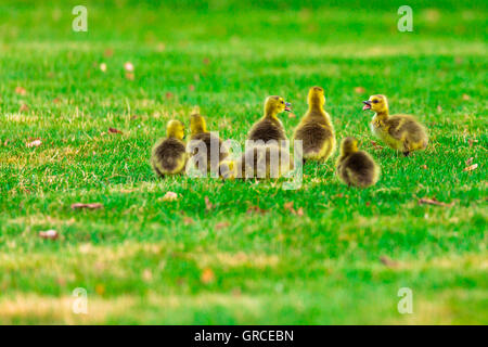 Wilde kanadische Goslings (Branta Canadensis) Fütterung und reden in einem Feld. Stockfoto