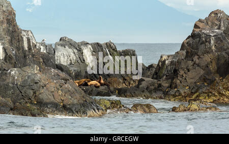 Rookery Steller Seelöwen. Insel im Pazifischen Ozean in der Nähe von Kamtschatka. Stockfoto