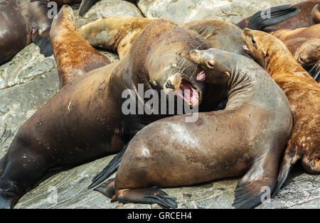 Rookery Steller Seelöwen. Insel im Pazifischen Ozean in der Nähe von Kamtschatka. Stockfoto