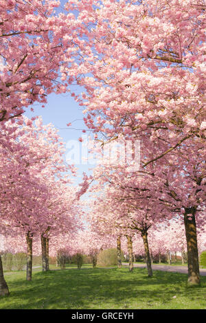 Blühende japanische Kirschbäume gegen blauen Himmel In Leipzig Stockfoto