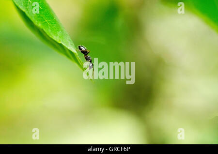 Ameise auf grünes Blatt Stockfoto