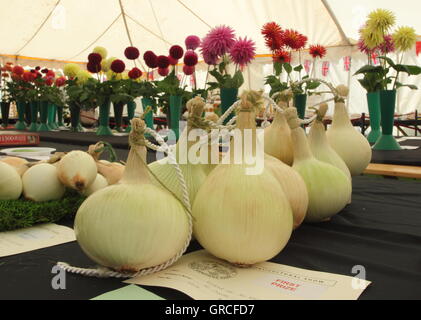 Eine Reihe von Zwiebeln und ihre "Hauptpreis" Zertifikat auf dem Display in einem traditionellen englischen Gartenschau Einstellung, UK Stockfoto