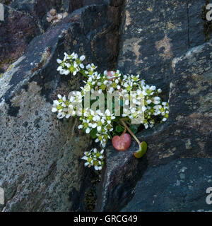 Gemeinsamen Skorbut Grass Pflanze mit weißen Blüten, wächst auf Felsen, Insel Colonsay, Schottland, Großbritannien. Stockfoto