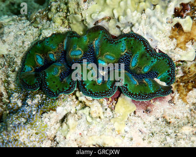 Bunte zweischaligen Maxima Clam eingebettet In Steinkorallen. Selayar, Süd-Sulawesi, Indonesien Stockfoto