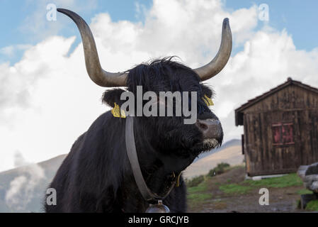 Augenkontakt mit einer schwarzen schottischen Highland-Kuh im Hintergrund A Stall und weiße Wolken Stockfoto