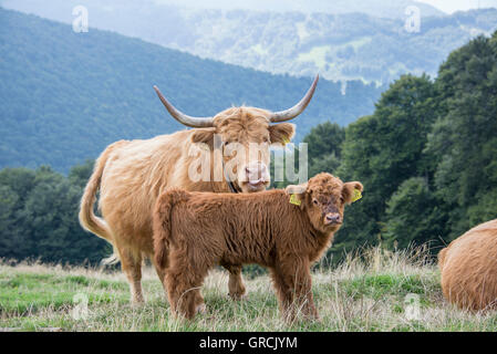 Roten schottischen Highland Mutterkuh mit langen Hörnern mit ihrem Kalb auf trockenen Almwiese, sichtbaren Augen stehen. Im Hintergrund Wald und bewaldete Berghänge Stockfoto