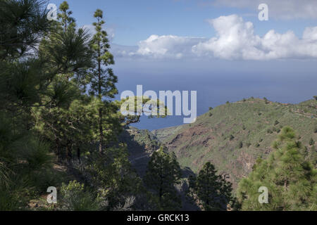Blick von einem Aussichtspunkt über eine Schlucht und bewaldeten Hügeln bis hin zum Atlantischen Ozean, blauer Himmel mit kleinen Wolken. Nordwesten der Kanarischen Insel La Palma Stockfoto