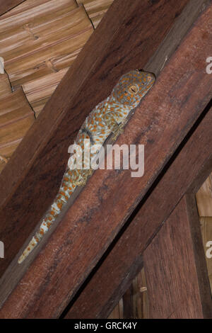 Tokay Gecko auf Holz-Balken Stockfoto