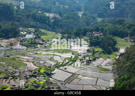 Blick von einem Hügel über Reis-Terrassen In verschiedenen Graden der Reife, Toraja, Sulawesi, Indonesien Stockfoto