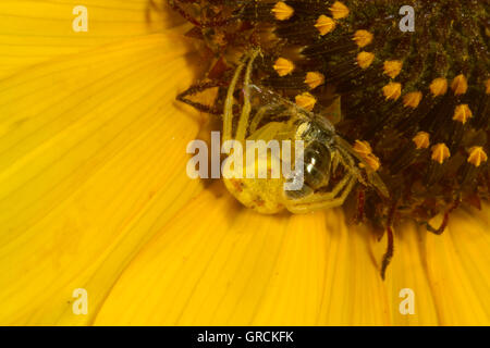 Gelbe farbige Krabben Spinne auf gelbe Blume mit Biene hin. Nevada. USA Stockfoto