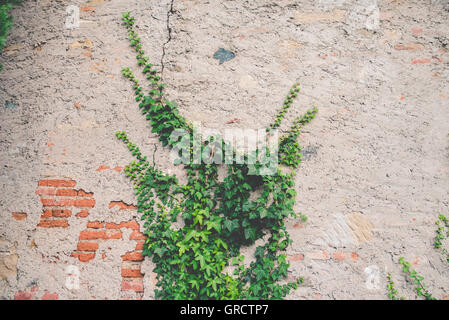 Efeu an einer alten Mauer Stockfoto