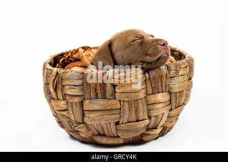 Eine schöne Schoko Labrador Retriever Welpen schlafen in einem Korb in weißem Hintergrund Stockfoto